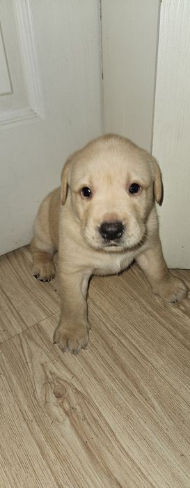 Продажа чистокровных щенков лабрадора палевого окраса