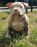 American bully ABKC suczka