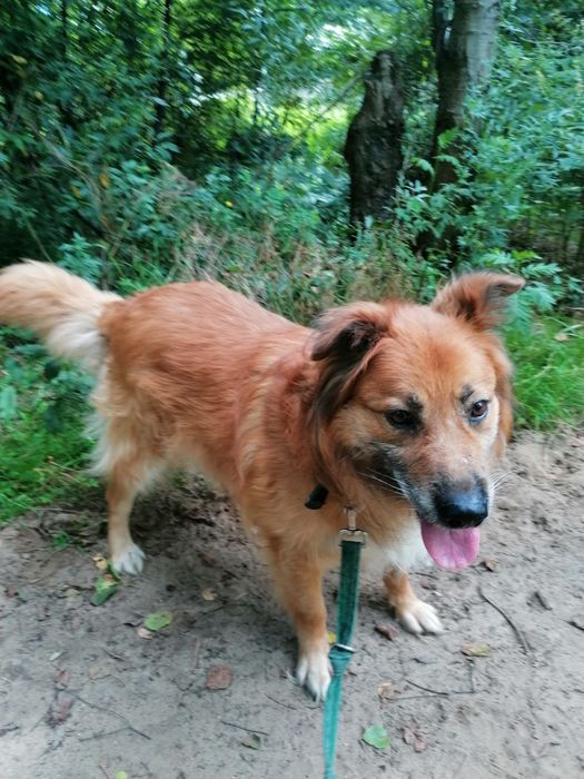 DIEGO duży pies szuka domu