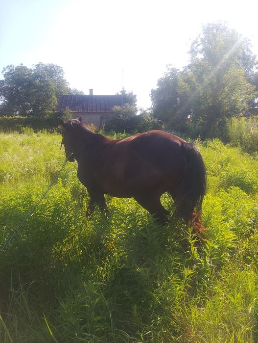 Кобила То979358573