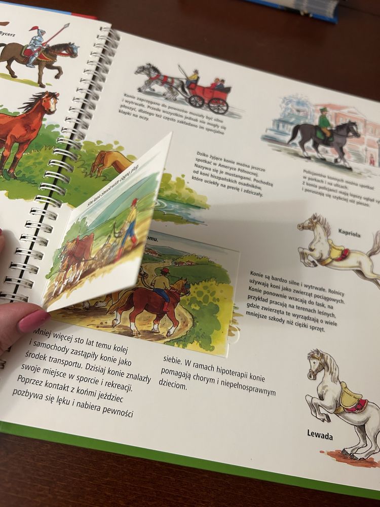 Konie i kuce- ksiażka z okienkami