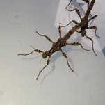 Straszyki filipińskie - Trachyaretaon sp. North Luzon