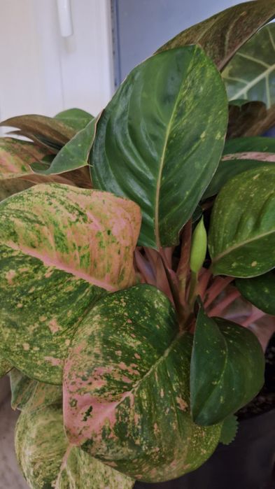 Monstera, syngonium, trzykrotki