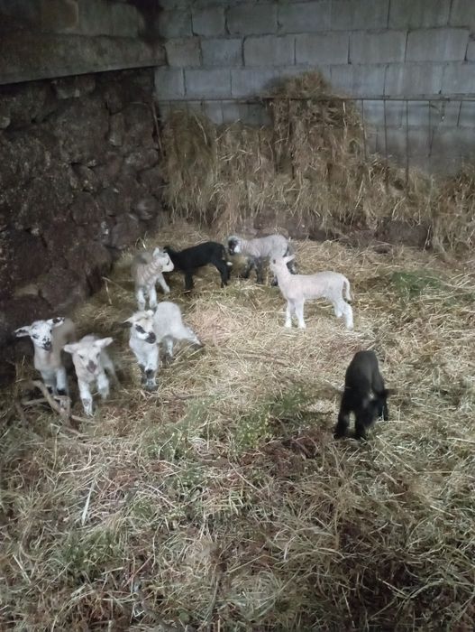 Vendo anhos (cordeiros)