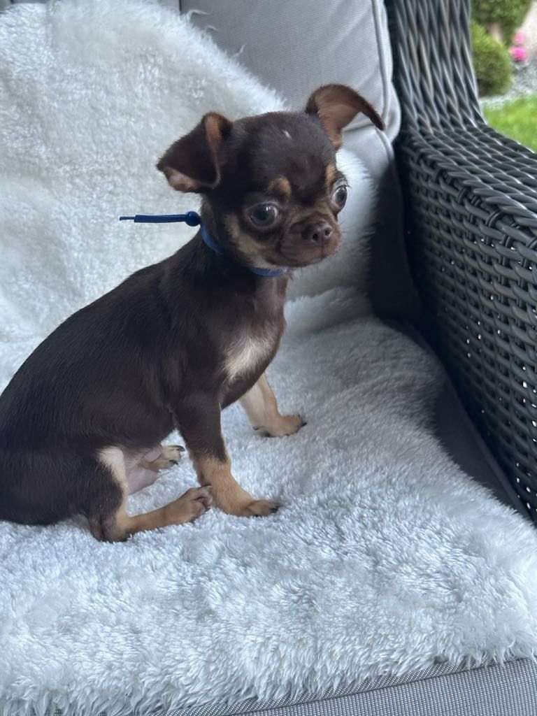Sliczny czekoladowy chlopiec Chihuahua