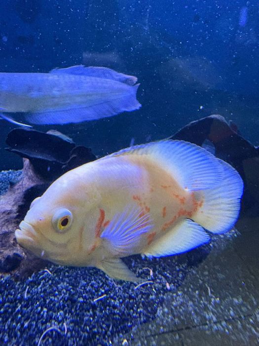 Boca de Fogo, Severus Gold , Oscar Albino