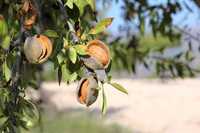 Amendoeira (raiz nua)