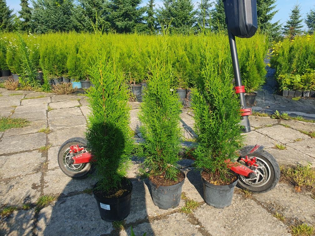 Tuja Szmaragd w doniczkach. Tuje Producent Smaragd 70-80cm
