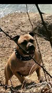 American Staffordshire Terrier Amstaff