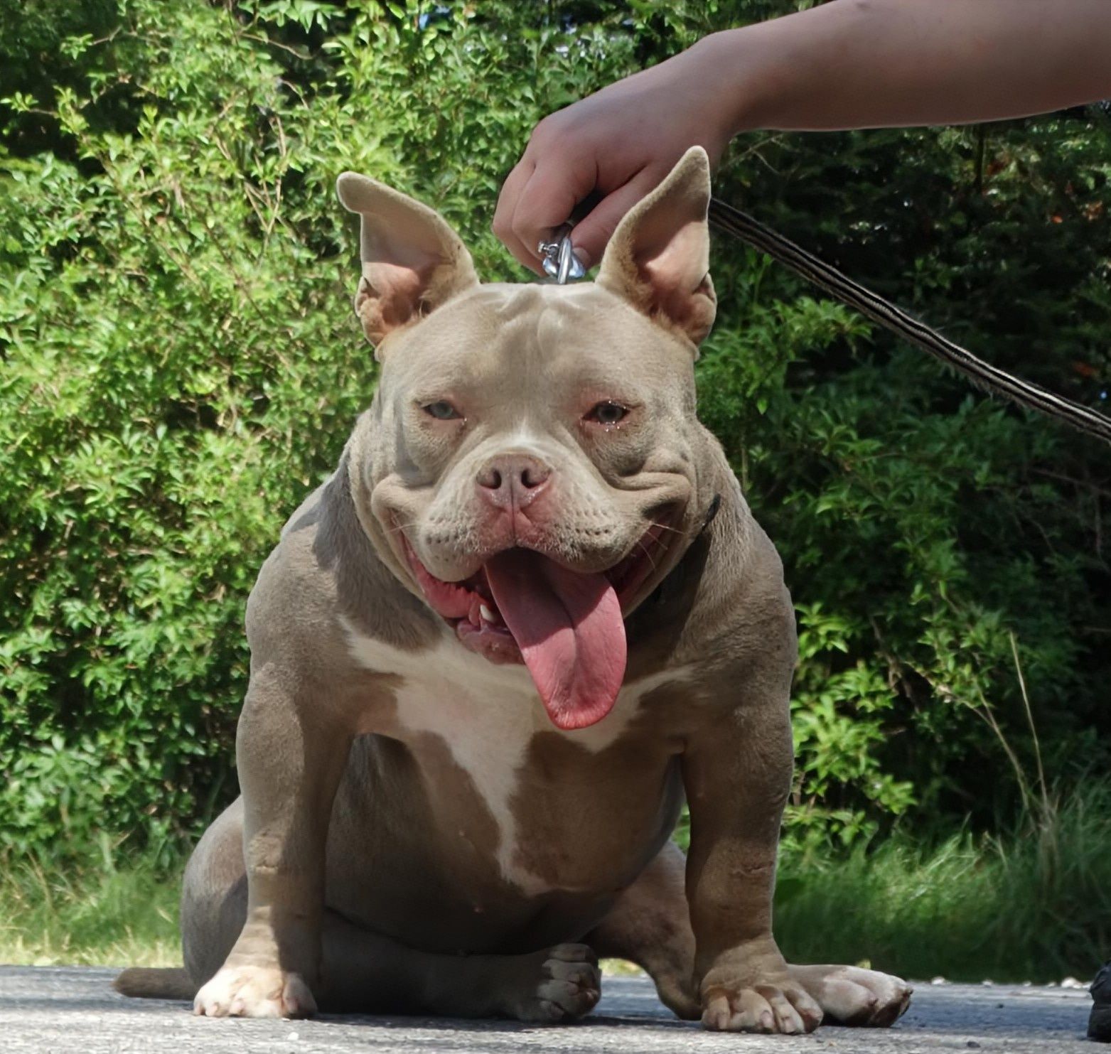 Suczka lilac tri Cowboy meets Playboy american bully