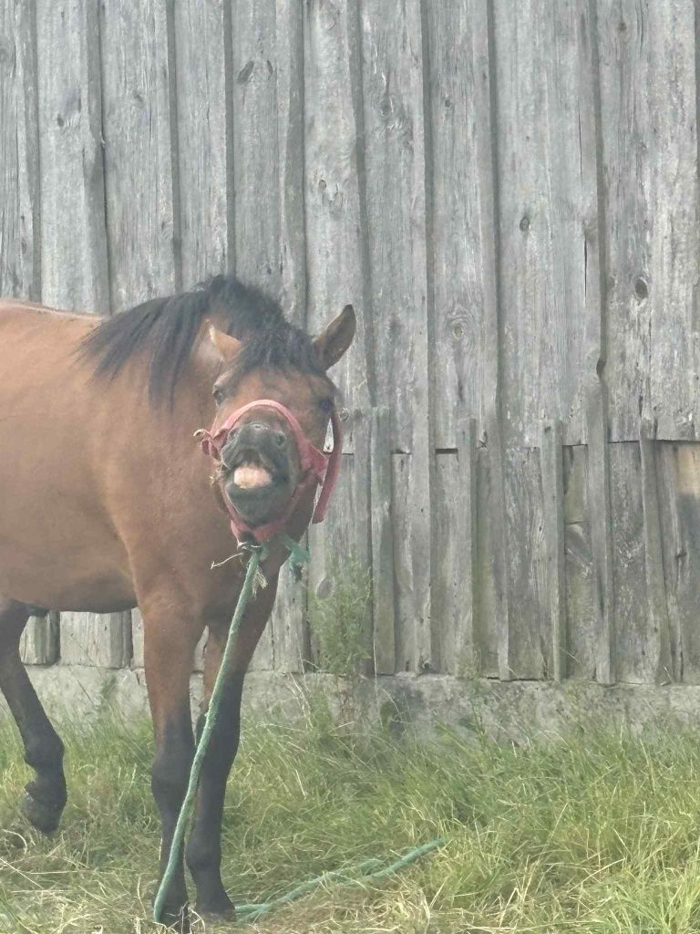 Okazja!., 3 lata Hucuły konie ogier ,klacz hucuł,