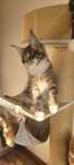 Sprzedam kocurka niebieskiego Maine coon