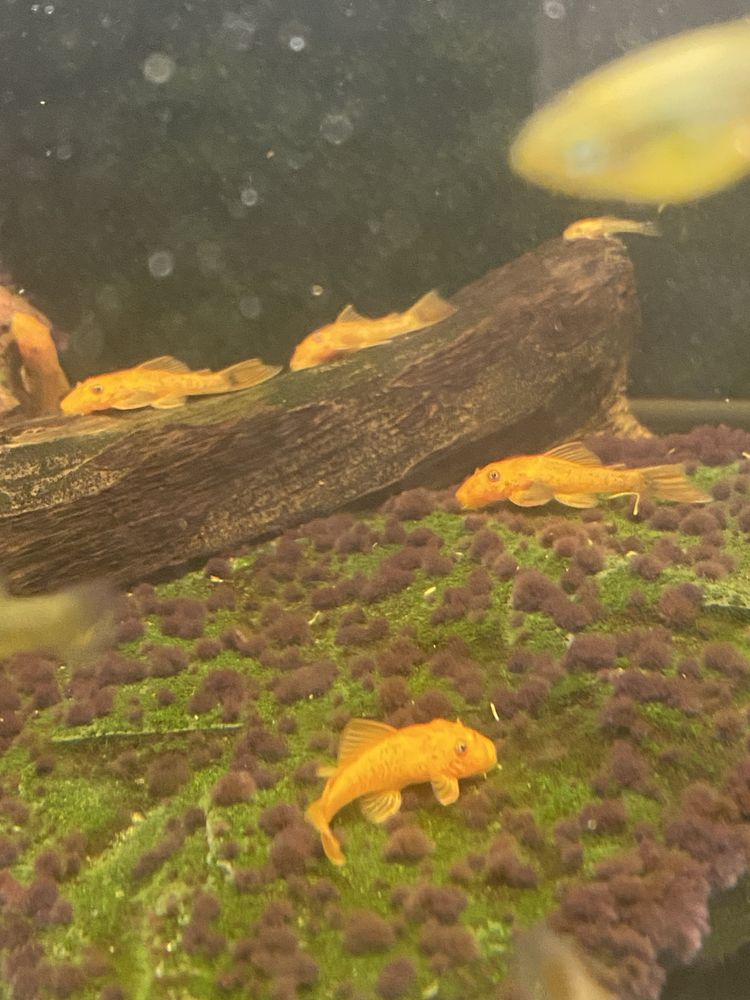 Zbrojnik, Ancistrus Red- glonojad, rezerwacja