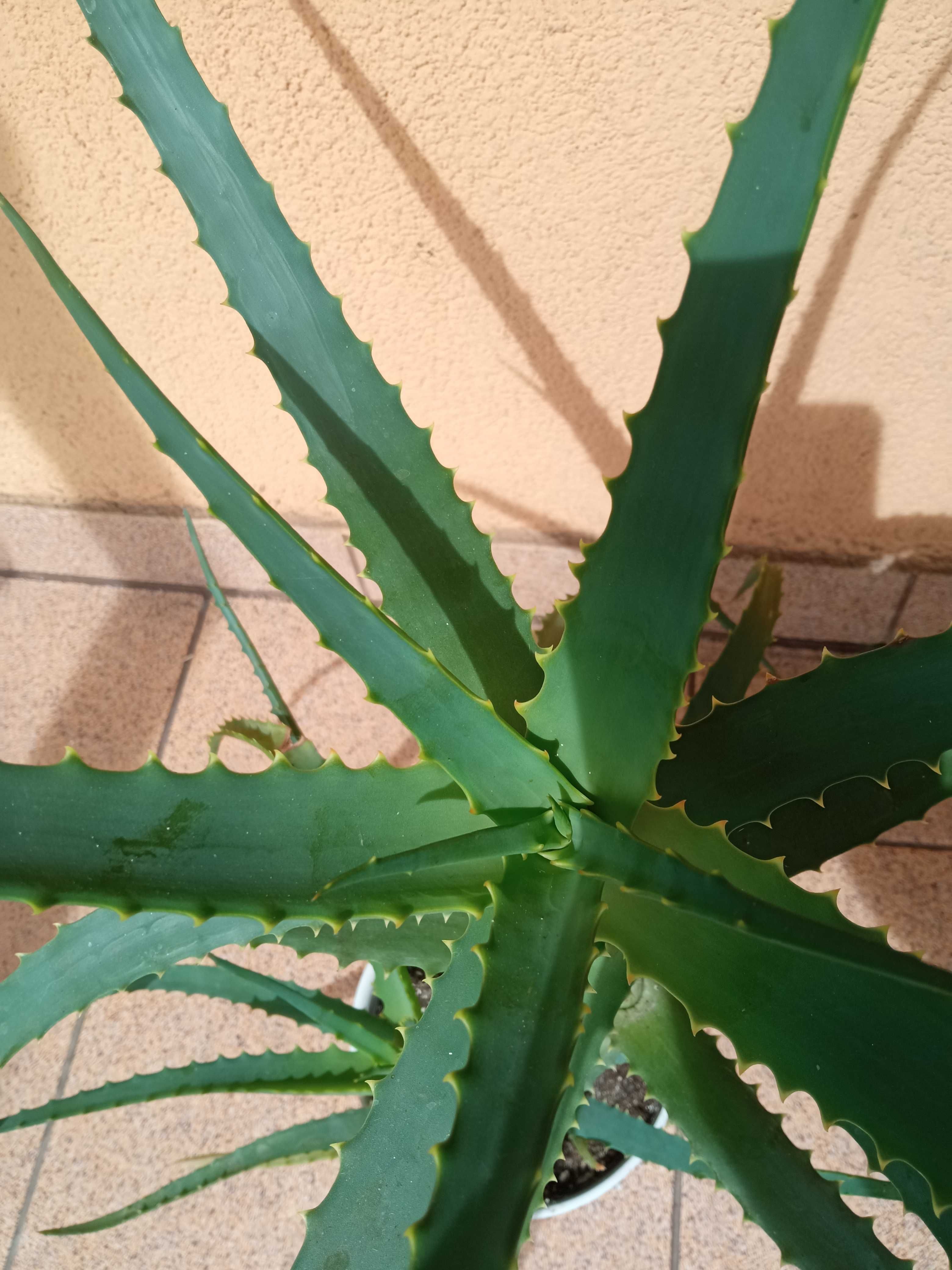 Aloes kaktus sukulent leczniczy kilkuletni