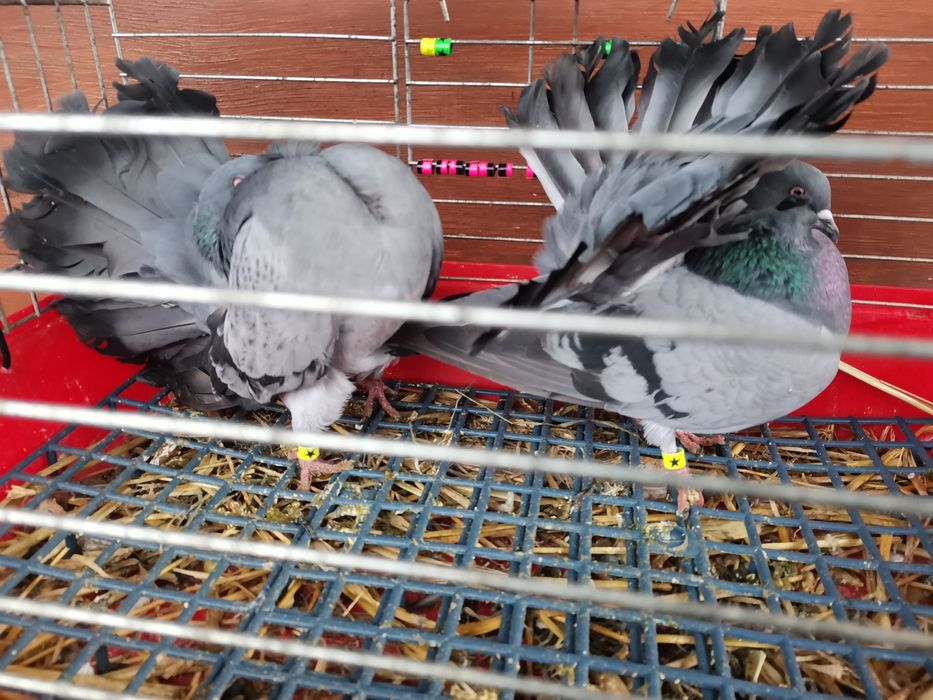 Gołębie ozdobne - pawiki