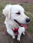 Pies Golden Retriever szuka domu