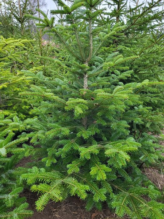 Jodła Kaukaska świerk zwykły  i srebrny maly