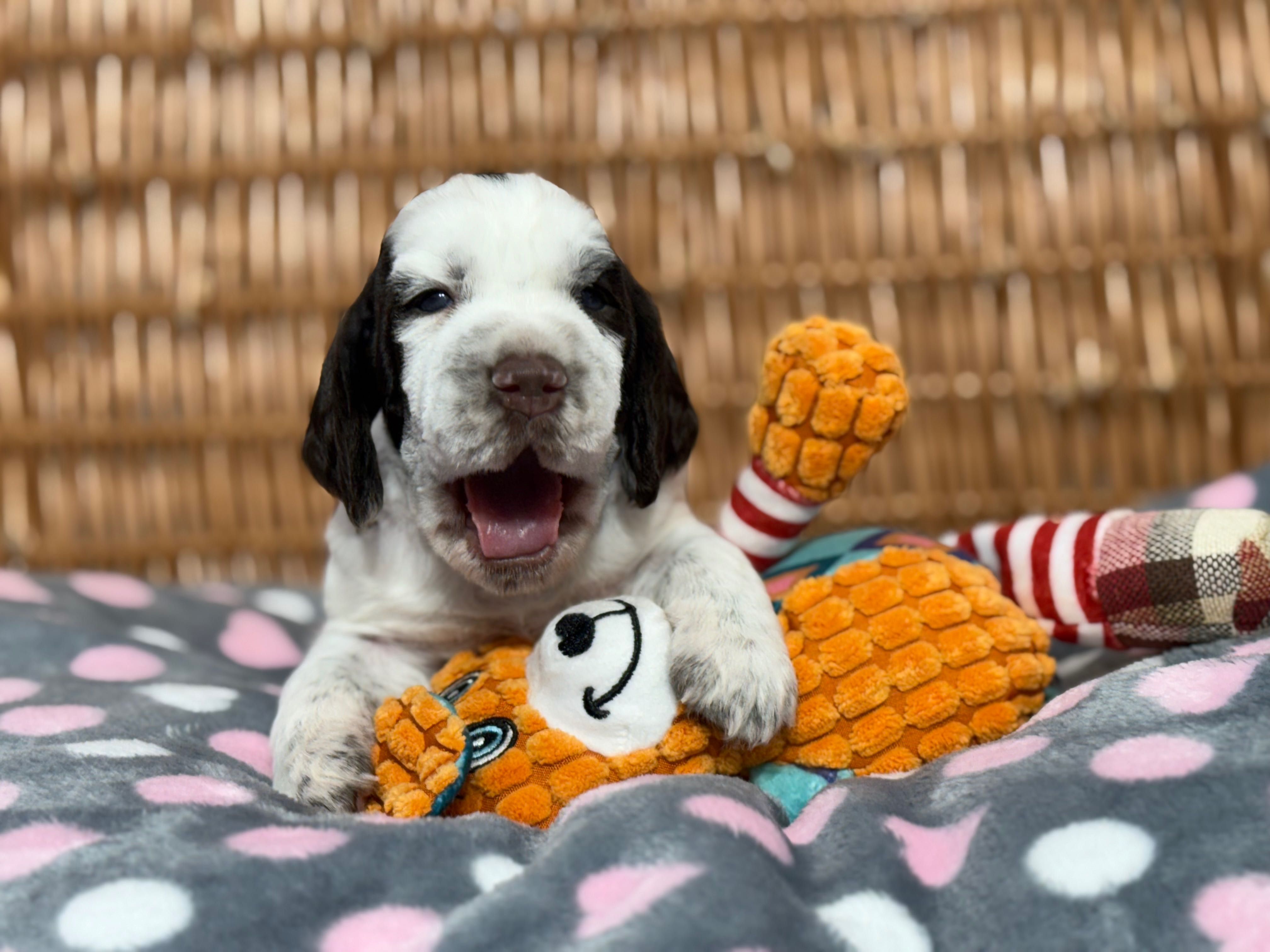 Springer spaniel Angielski z Rodowodem FCI