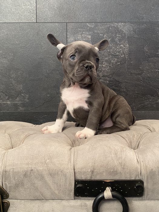 Девочка в шикарном голубом окрасе, на белых носочках