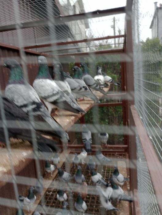 Sprzedam gołębie Deresze