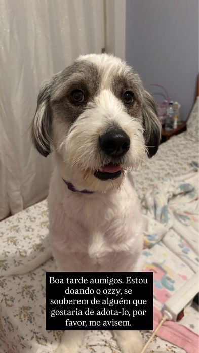 Doa-se Cão Porte Grande 23kg