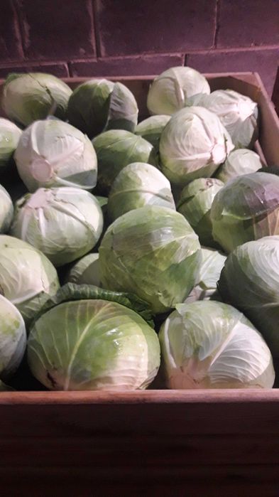 Kapusta biała Agressor