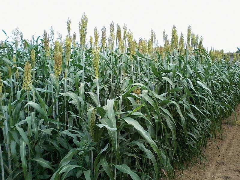 Sorgo Karim, Nasiona sorgo, trawa sudańska na suche tereny, sorgo