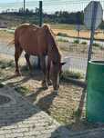 Vendo Égua Percheron