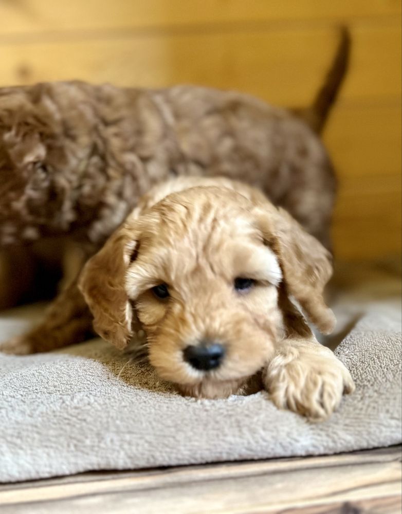 Cavapoo wolne szczenię!