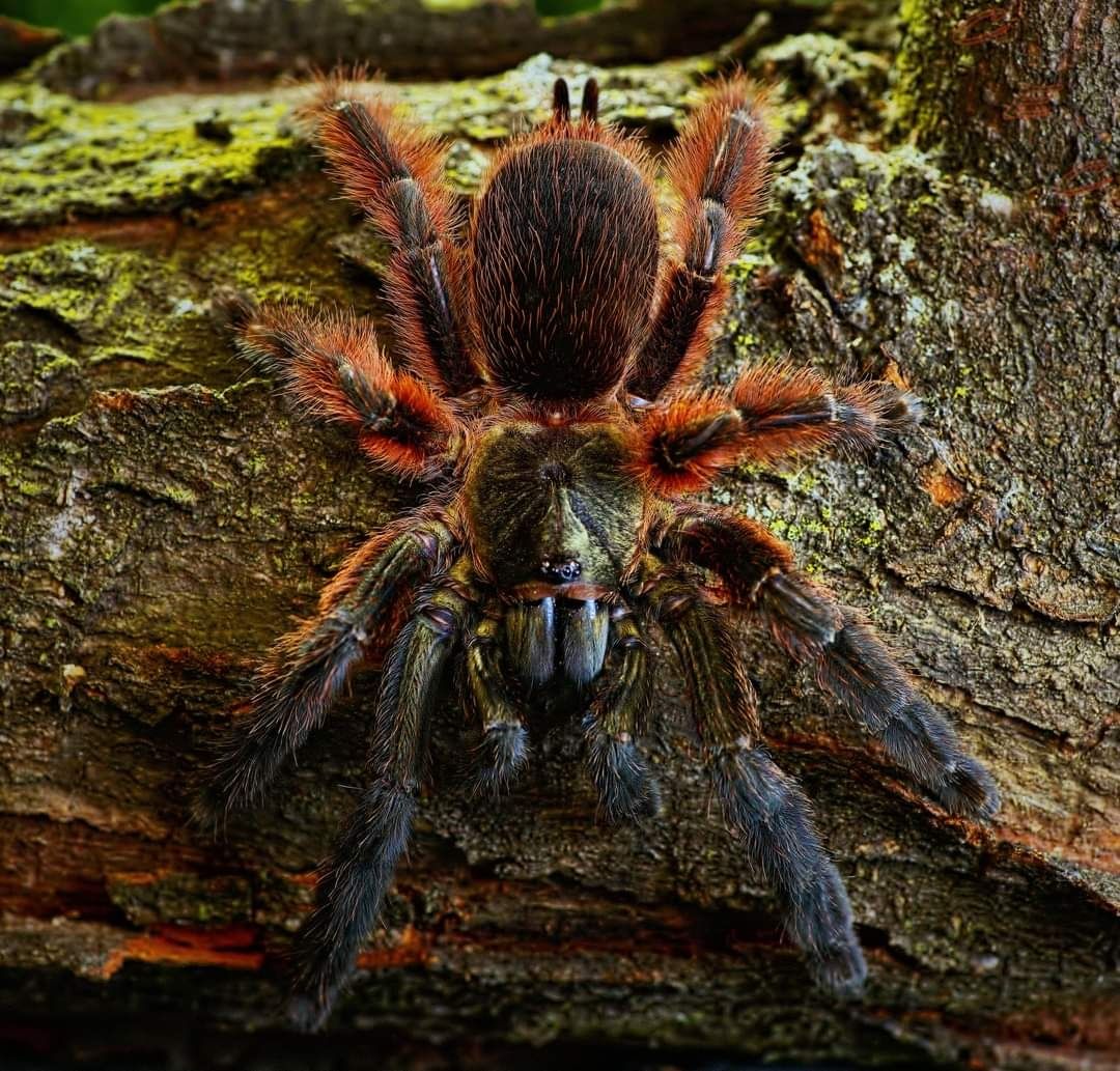 Psalmopoeus victori l1
Pająk l1