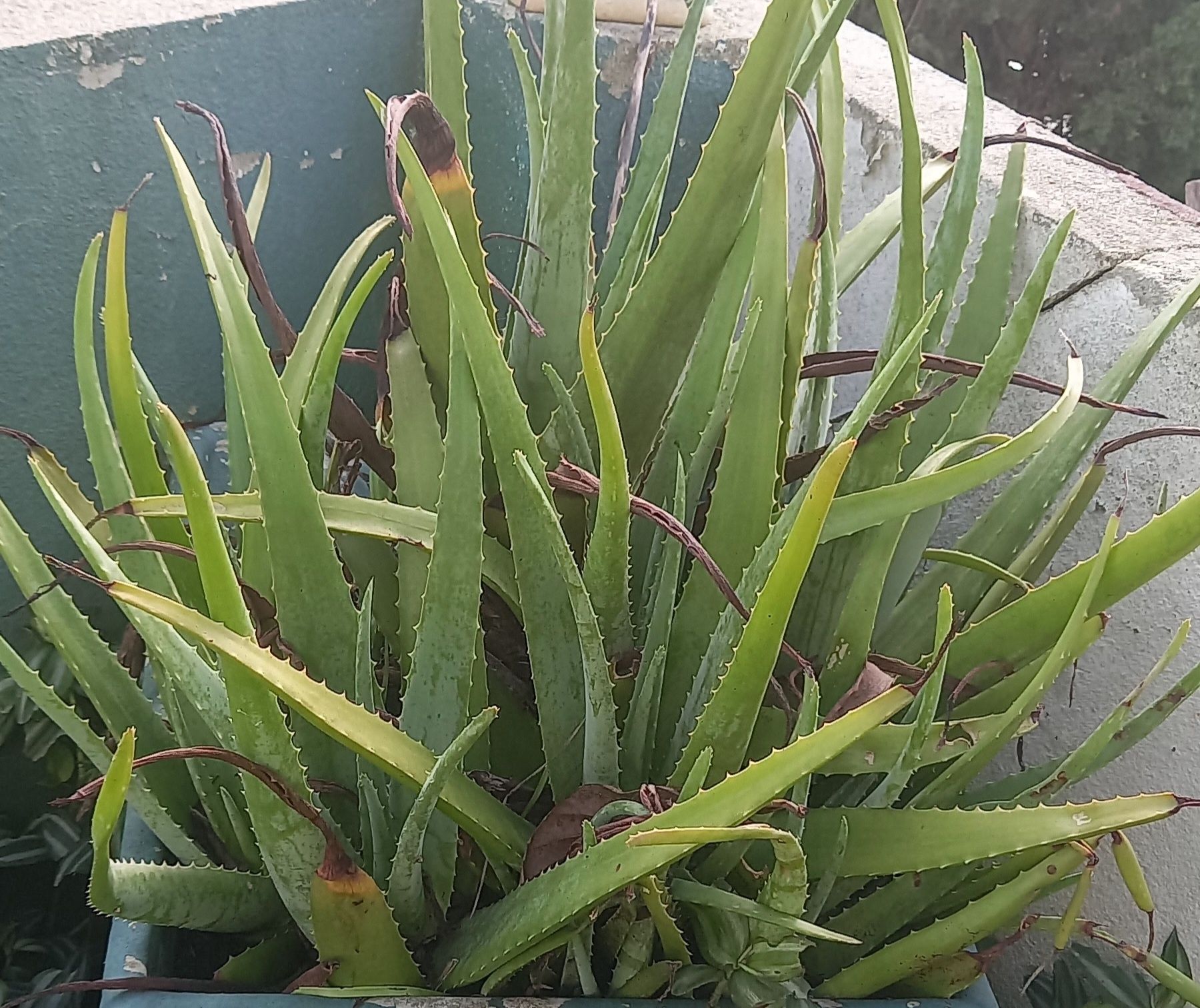 Aló vera/ suculenta/ babosa