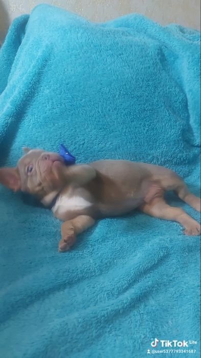 Французький бульдог, щеня