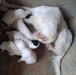 Cachorros Setter Inglês