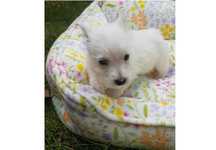 West Highland White Terrier  ZKWP po Championie SUCZKA FCI