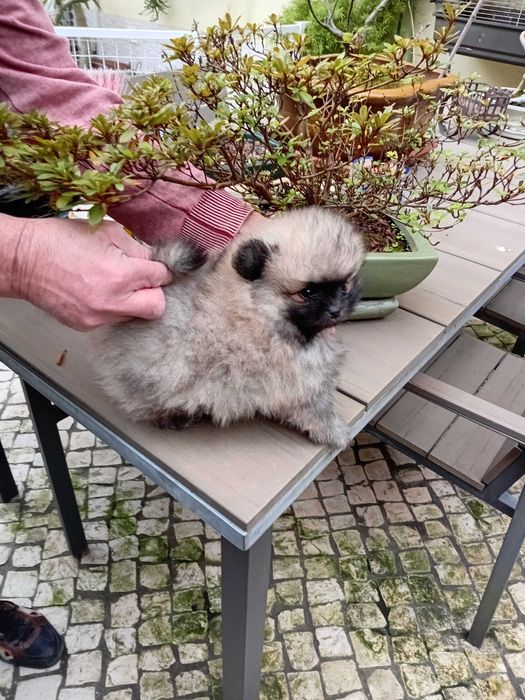 Spitz anão (lulu da Pomerânia) excelente exemplar.