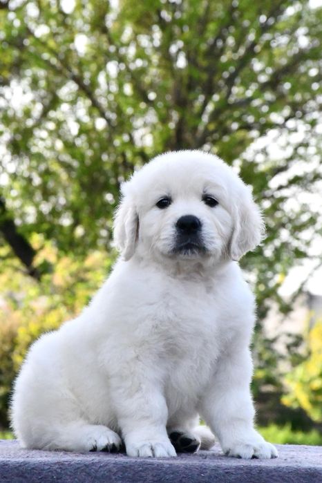 Цуценята Золотистого ретривера