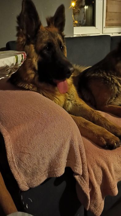 Owczarek niemiecki odbior od 24  pazdziernika
