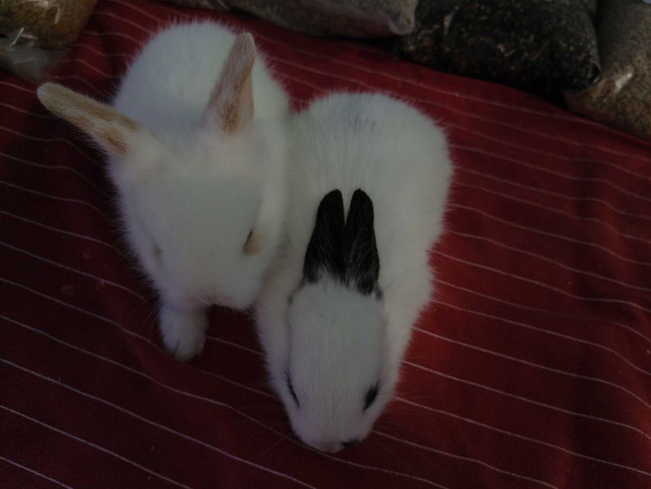 Kit coelhos anões desponiveis