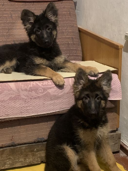 Продаются щенки  Немецкой Овчарки