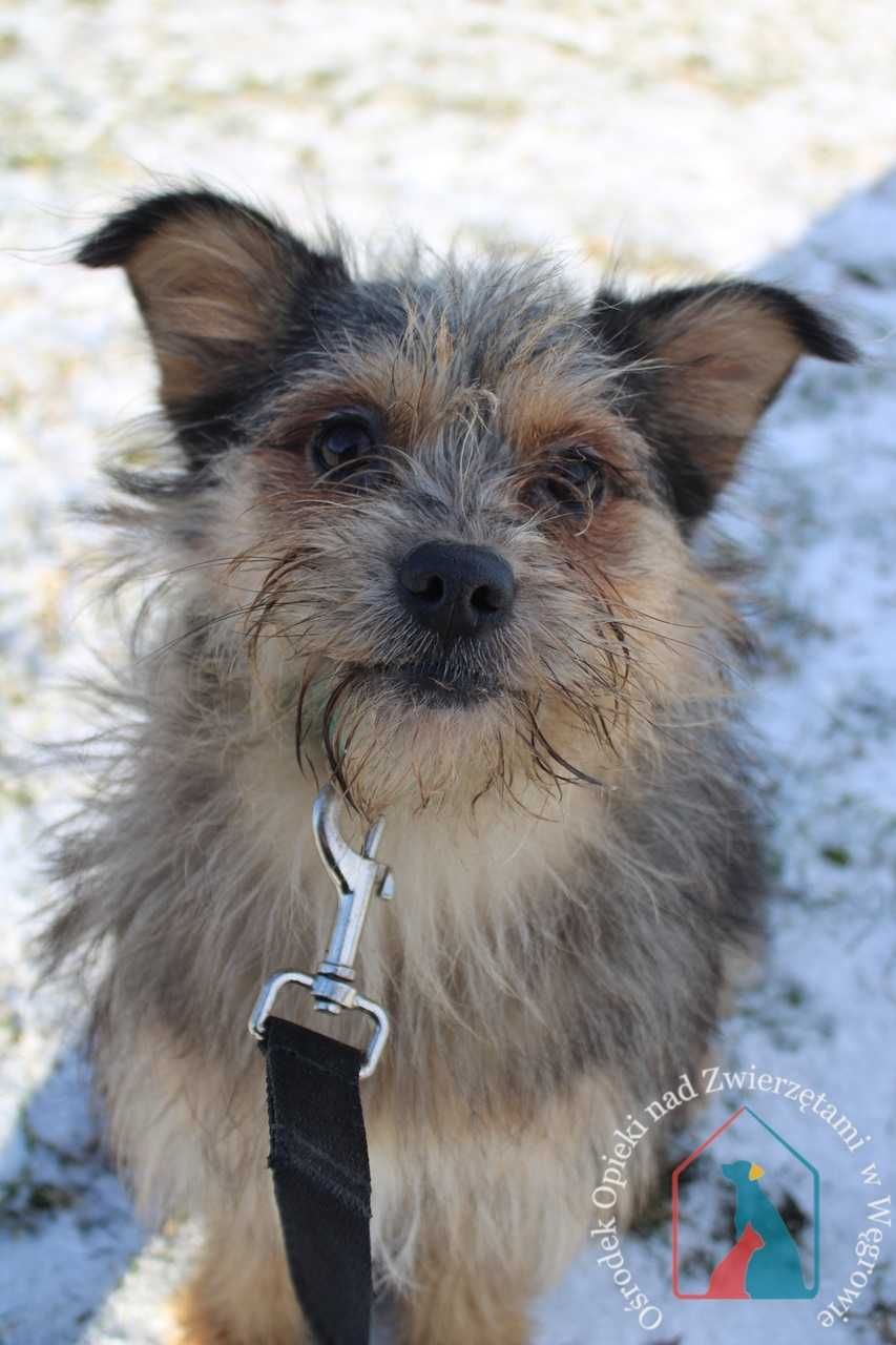 Malutka, lękliwa sunia, 5 kg, po przejściach - kto jej pomoże?