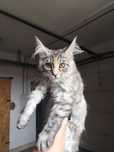 Maine coon kotka