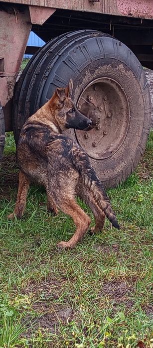 Цуценята німецької вівчарки
