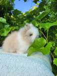 Piękne króliczki Mini Lop i Karzełek Teddy. Maluszki do rezerwacji.