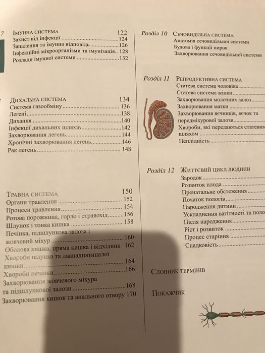 Людина. Dorling Kinderslei