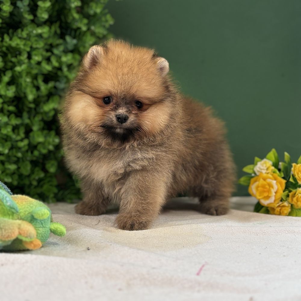 ляльковий Ведмедик шоу классу
