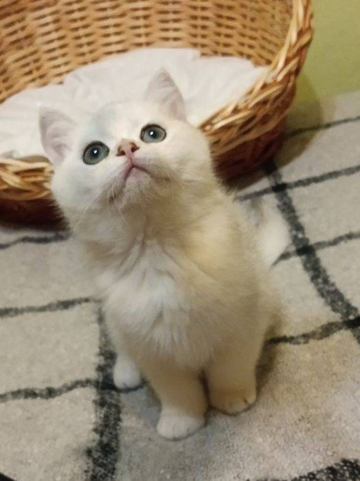 Пухнасте щастячко