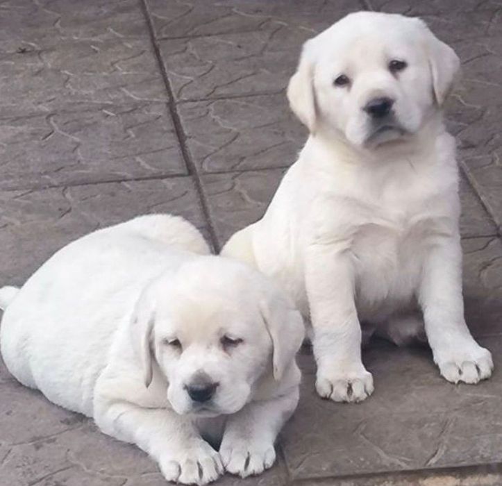 Лабрадори Белая девочка Лабрадор Ретривер Доставка за границу
