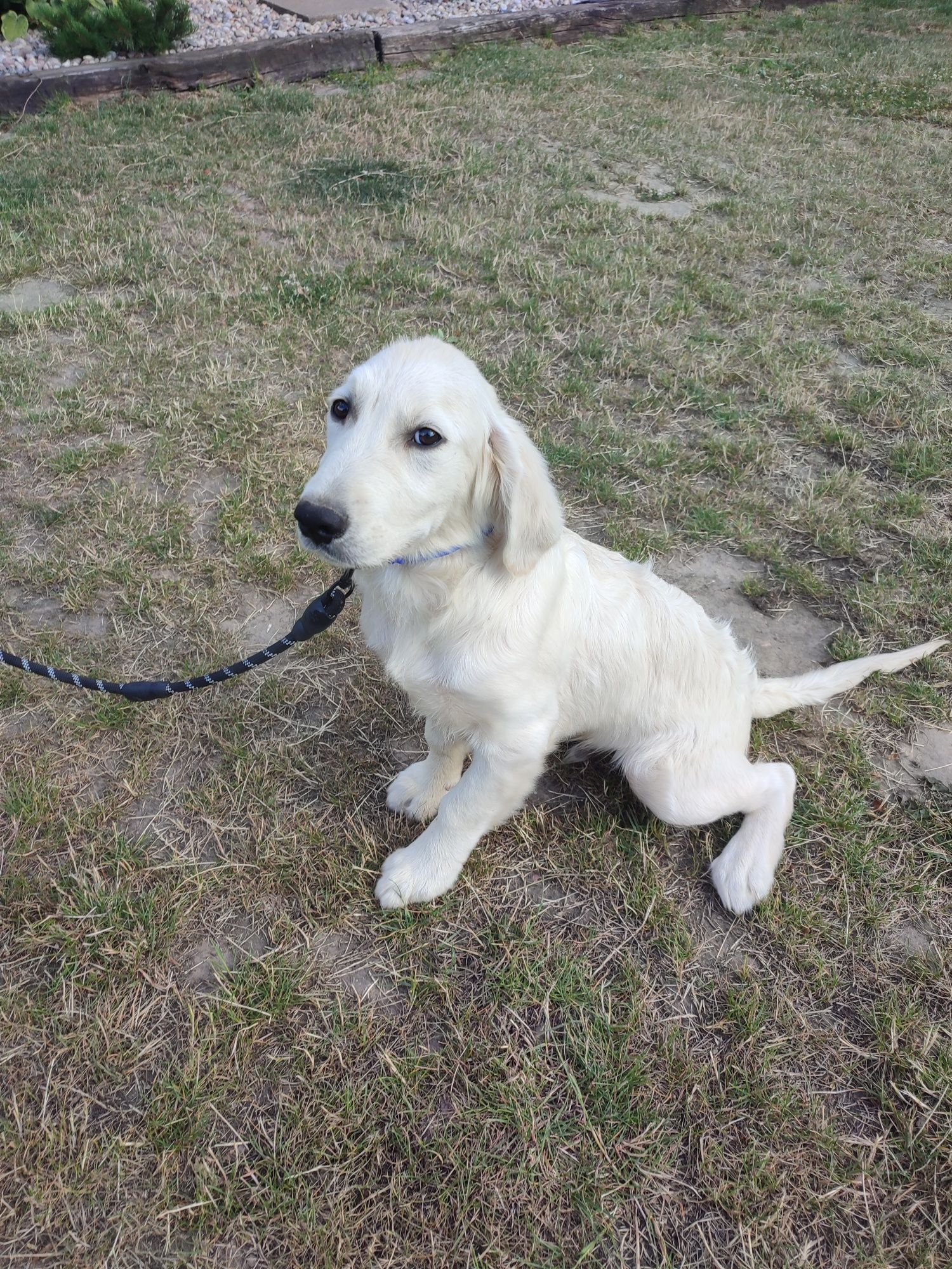 Golden retriever