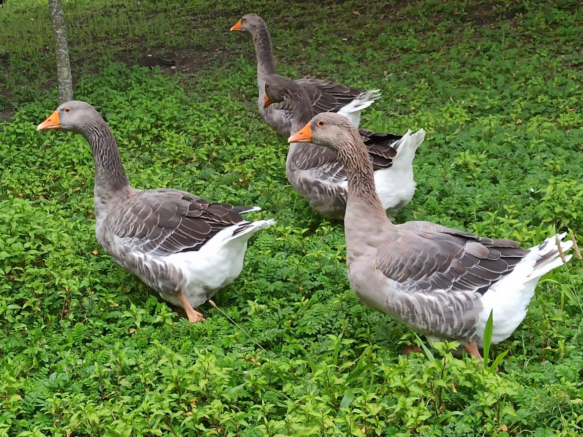 Gęś Gąsior Gąska