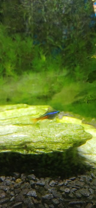 Akwarium z rybami i pełnym wyposażeniem